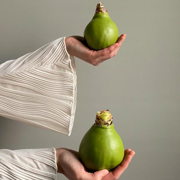 Луковица амаррилиса в воске зеленый