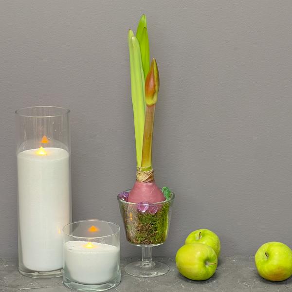 Интерьерная композиция "Амариллис: Грация в розовом цвете"